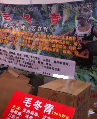 毛冬青批發(fā)與預包裝食品供應 苦甘葉、萬承葉的專業(yè)選擇